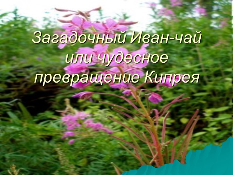 Загадочный Иван-чай или чудесное превращение Кипрея
